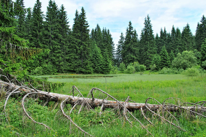 3 Golija Naturreservat