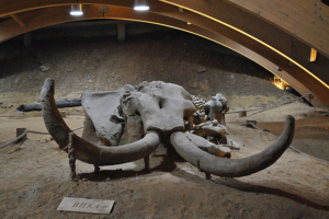 Viminacium4