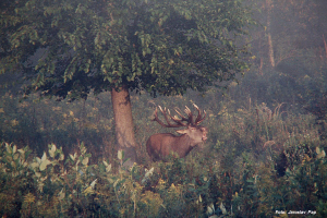 Jagd in Serbien