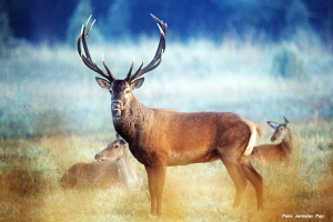 Jagd in Serbien