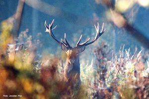 Jagd in Serbien