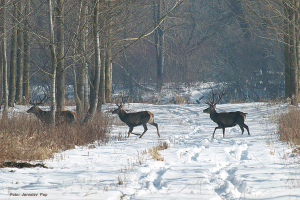Jagd in Serbien