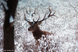 Jagd in Serbien