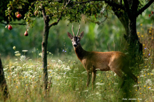rehbock1 Jagd in Serbien