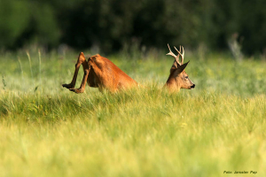 rehbock2 Jagd in Serbien