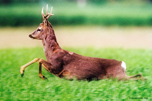 rehbock3 Jagd in Serbien