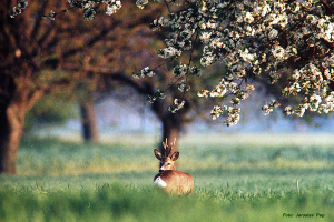 rehbock4 Jagd in Serbien