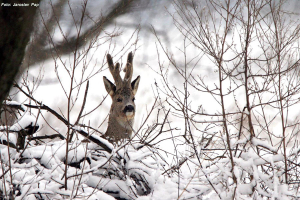 rehbock5 Jagd in Serbien