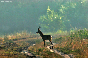rehbock6 Jagd in Serbien