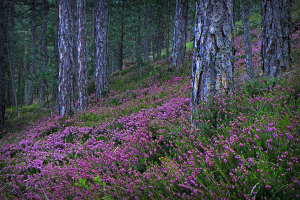 Nationalpark Tara