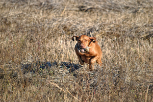 Jagd in Serbien