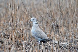 Jagd in Serbien
