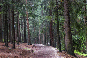 wander5 Wandertour Westserbien