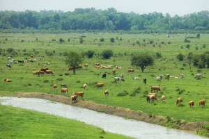 zasavica6 Zasavica